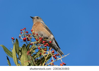 Western bluebird sitting on a rowan branch on a blue sky background