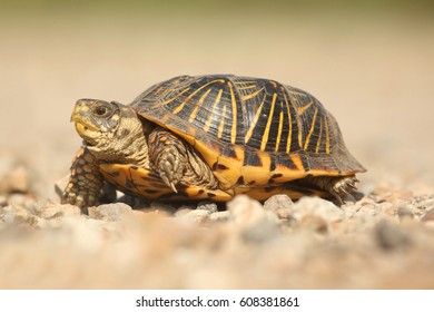 67 Western box turtle Images, Stock Photos & Vectors | Shutterstock