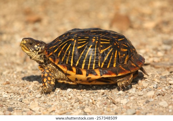 western box turtle