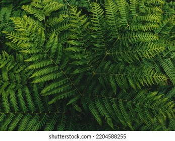 Western Brackenfern, Common Bracken Fern Plant As Abstract Nature Background (lat. Pteridium Aquilinum)