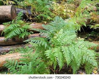 Western Brackenfern Fern Among Spruce Logs In Autumn, Bialowieza Forest, Polsnd, Europe