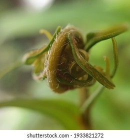 Western Brackenfern (Pteridium aquilinum) Is A Fern Species Found Throughout The Globe. Western Brackenfern Is Also Known As The Hog-brake Or The Eagle Fern. 