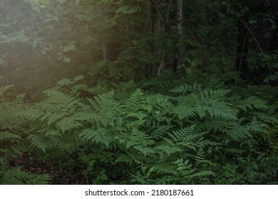 Western Brackenfern, A Species Of Brackens