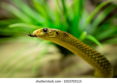 Western Brown Snake