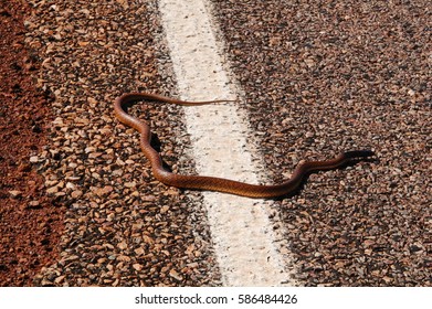 Western Brown Snake, Pseudonaja Mengdeni On Stuart Highway, Northern Territory