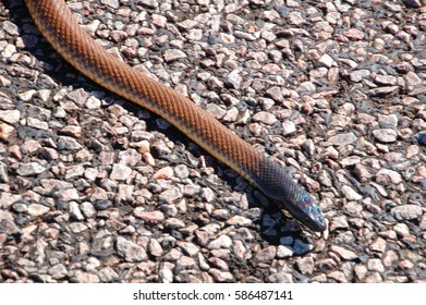 Western Brown Snake, Pseudonaja Mengdeni, Gwardar, Stuart Highway, Northern Territory