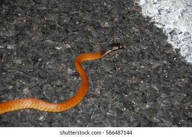 Western Brown Snake, Pseudonaja Mengdeni, Gwardar, Ilparpa Road, Ilparpa Northern Territory