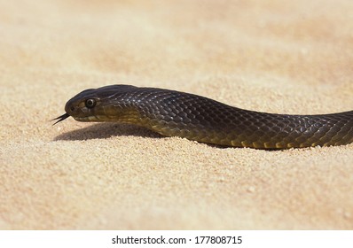 Western Brown Snake (Pseudonaja Nuchalis)