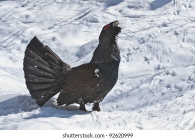 Western Capercaillie