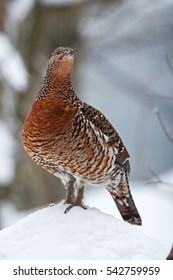 Western Capercaillie, Tetrao Urogallus