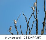 The western cattle egret (Bubulcus ibis) is a species of heron (family Ardeidae) found in the tropics, subtropics and warm temperate zones.