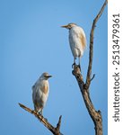 The western cattle egret (Bubulcus ibis) is a species of heron (family Ardeidae) found in the tropics, subtropics and warm temperate zones.