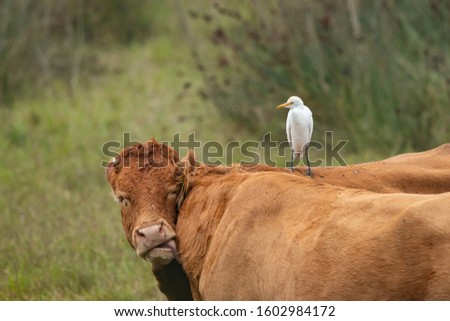 A Western Cattle Egret (Bubulcus ibis) standing on a brown cow (Grado, Italy)