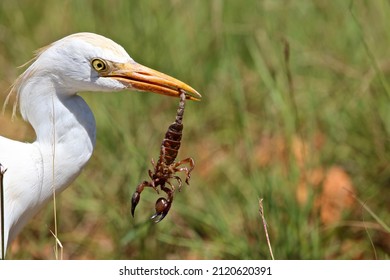 Western Cattle Egret With Pugnacious Burrowing Scorpion Prey, South Africa