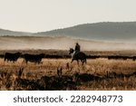
Western Cattle Ranch Photography Idaho 