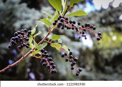 Western Chokecherry Tree, Alberta, 2013