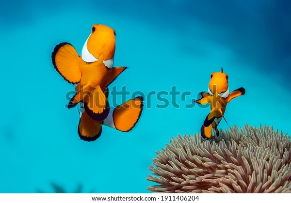 Western clownfish - a small bright fish.  The
body is bright orange in color with three broad light vertical
stripes, the middle stripe with a forward-pointing thickening. It
lives in an anemones.