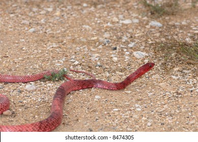 69 Coachwhip Snake Images, Stock Photos & Vectors | Shutterstock