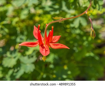 Western Columbine In Evans Valley, Golden Ears Provincial Park