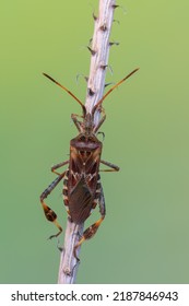 Western Conifer Seed Bug - Leptoglossus Occidentalis