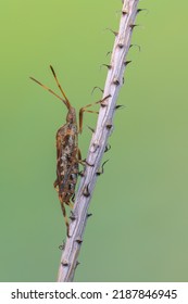 Western Conifer Seed Bug - Leptoglossus Occidentalis