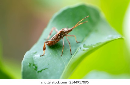 Western conifer seed bug “WCSB“ (Leptoglossus occidentalis), is a species of true bug (Hemiptera) in the family Coreidae. Macro close up of invasive brownish insect on a green leaf in a german garden. - Powered by Shutterstock