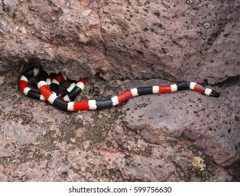 Western Coral Snake From Arizona