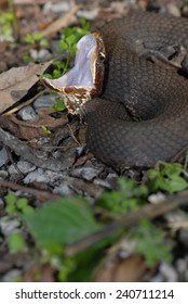 31 Western cottonmouth Images, Stock Photos & Vectors | Shutterstock