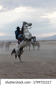 Western cowboys riding horses in dusts. Horse standing on its hind legs with cowboy.