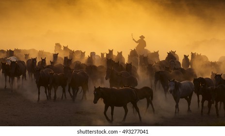 Western Cowboys Riding Horses, Roping Wild Horses
