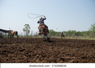 Western cowboys riding horses,  Cowboys riding horses running on a sandy ground roping wild cow. - Shutterstock ID 1710508534