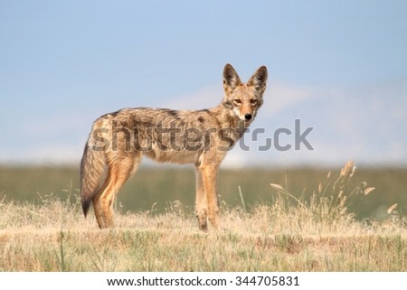 Western Coyote (Canis latrans) in northern California