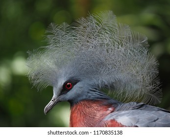 Western Crowned Pigeon.