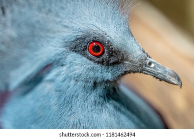 Western Crowned Pigeon Close-up