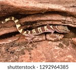 A western desert or Utah banded gecko lizard, Coleonyx variegatus (utahensis)