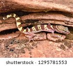 A western desert or Utah banded gecko lizard, Coleonyx variegatus (utahensis)