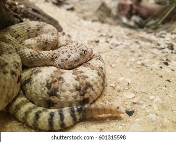 Western Diamond Back Rattlesnake 