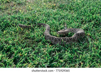 Western Diamond Back Rattlesnake