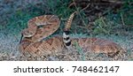 Western Diamondback coiled, tail rattling, tongue  out