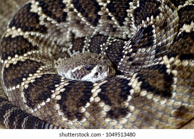 The Western Diamondback Rattlesnake