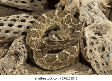 Western Diamondback Rattlesnake