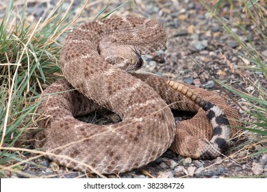 Western Diamondback Rattlesnake