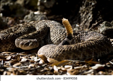 Western Diamondback Rattlesnake