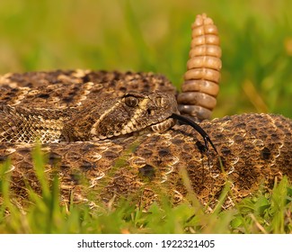 Western Diamondback Rattlesnake Coiled To Strike