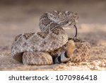 Western Diamondback Rattlesnake (Crotalus atrox)