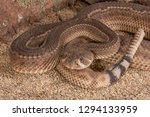 Western Diamondback rattlesnake, crotalus atrox with aberrant skin pattern photographed in a private collection
