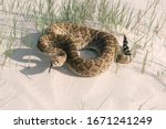 Western diamondback rattlesnake (Crotalus atrox) with its tongue hanging out lies on the sand. Gulf of Mexico, Texas, USA