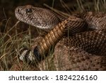 Western Diamondback Rattlesnake (Crotalus atrox)
