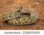 The Western diamondback rattlesnake (Crotalus atrox) is a venomous rattlesnake species found in the United States and Mexico.