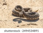 Western Diamondback Rattlesnake, crotalus atrox, Arizona, desert, Sonoran, Southwest, Snake, Viper